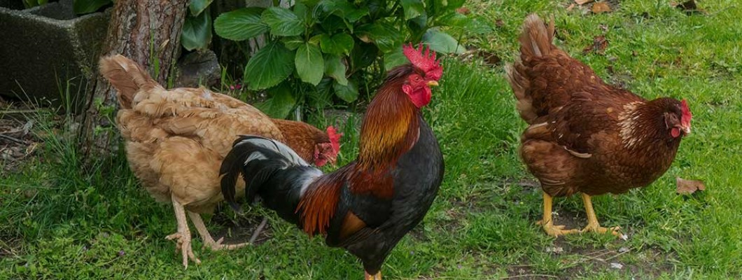 Desi Chicken vs Commercial Chicken: Which One to Raise? Desi Chicken vs Commercial Chicken: Which One to Raise?