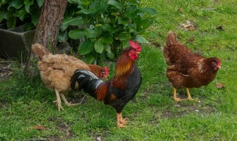 Desi Chicken vs Commercial Chicken: Which One to Raise?