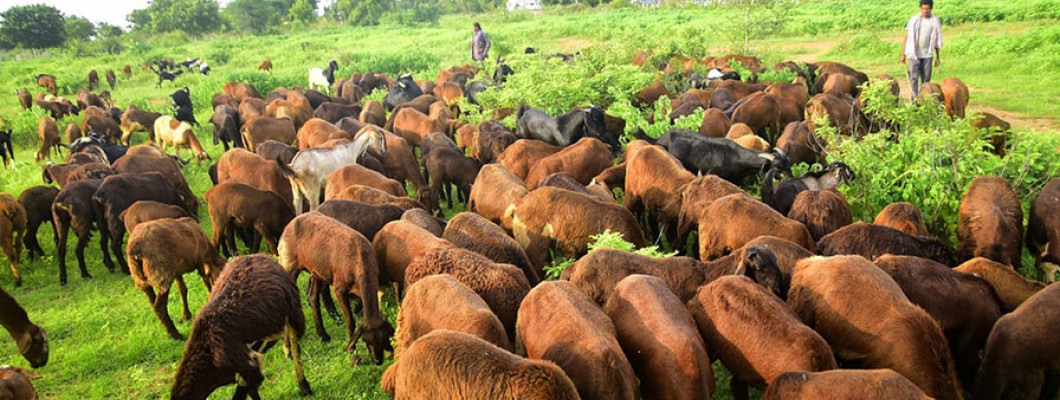Sheep Palai at Shazam Farms – Your Trusted Partner for Eid-Ready Sheep Sheep Palai at Shazam Farms – Your Trusted Partner for Eid-Ready Sheep
