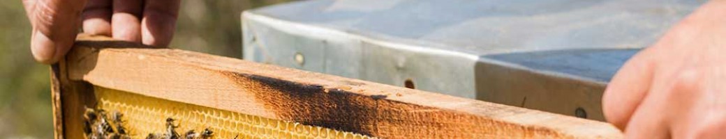 Beekeeping, Apiery Beekeeping, Apiery