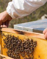 Beekeeping, Apiery