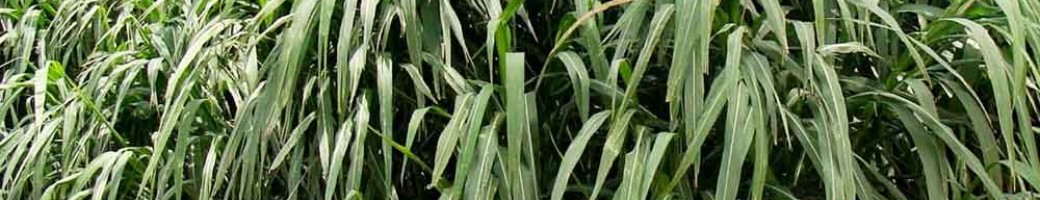 Fodder Seeds Fodder Seeds