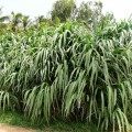 Fodder Seeds