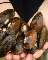 Pearl Farming (Clams)