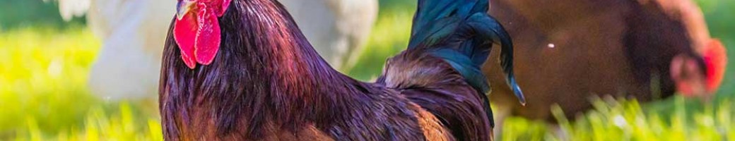 Poultry Poultry