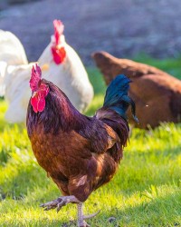 Poultry