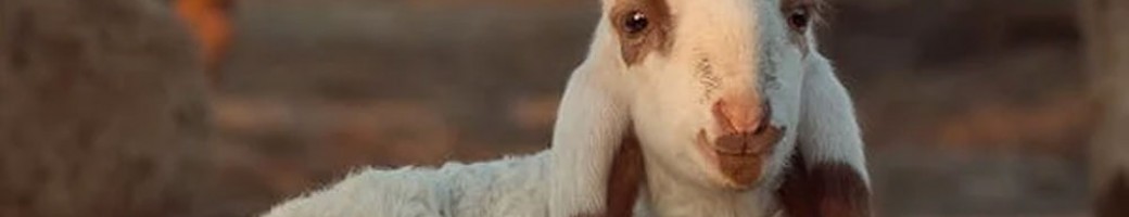 Goat & Sheep Goat & Sheep