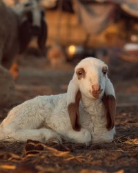 Goat & Sheep