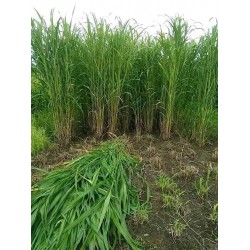 4G Bullet Napier Cuttings – Ultra High-Yield Fodder for Livestock