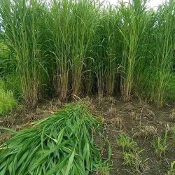 4G Bullet Napier Cuttings – Ultra High-Yield Fodder for Livestock