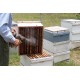 Apis Mellifera Beehive Brood Box with Bees, Super Chamber – Complete Set