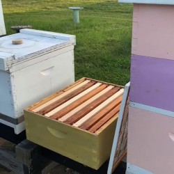 Apis Mellifera Beehive Super Chamber – Shallow, New, Without Bees