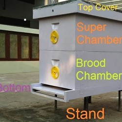 Apis Mellifera Beehive Brood Box with Bees, Super Chamber – Complete Set