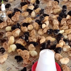 Aseel Cross Chicks – 1 to 3 Days Old (Male-Female Mix) | Desi Meat Breed