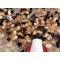 Aseel Cross Chicks – 1 to 3 Days Old (Male-Female Mix) | Desi Meat Breed