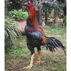 Aseel High Protein Developer Feed (7–16 Weeks)