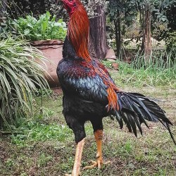 Aseel Cross Chicks – 1 to 3 Days Old (Male-Female Mix) | Desi Meat Breed