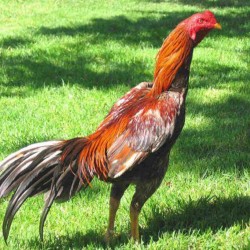 Aseel High Protein Layer 1 Feed (5% Egg Production - 45 Weeks)