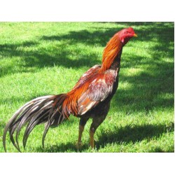 Aseel High Protein Layer 1 Feed (5% Egg Production - 45 Weeks)