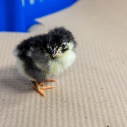 Black Australorp Chicks – Female (1 to 3 Days Old) | Heavy Egg Layer