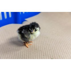 Black Australorp Chicks – Female (1 to 3 Days Old) | Heavy Egg Layer