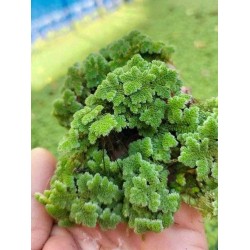Live Azolla Culture for Animal Feed & Farming