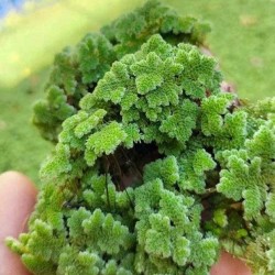 Live Azolla Culture for Animal Feed & Farming