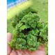 Live Azolla Culture for Animal Feed & Farming