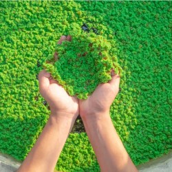 Live Azolla Culture for Animal Feed & Farming