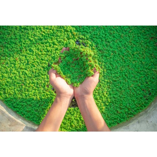 Live Azolla Culture for Animal Feed & Farming