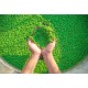 Live Azolla Culture for Animal Feed & Farming