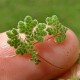 Live Azolla Culture for Animal Feed & Farming