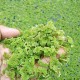 Live Azolla Culture for Animal Feed & Farming