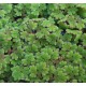 Live Azolla Culture for Animal Feed & Farming