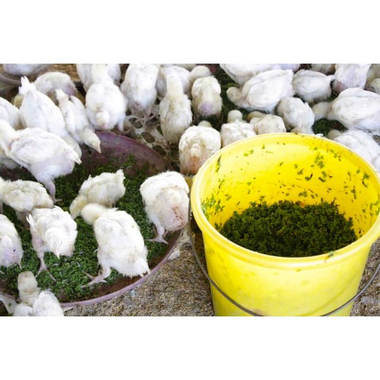 Live Azolla Culture for Animal Feed & Farming