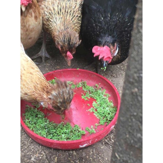 Live Azolla Culture for Animal Feed & Farming