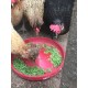 Live Azolla Culture for Animal Feed & Farming