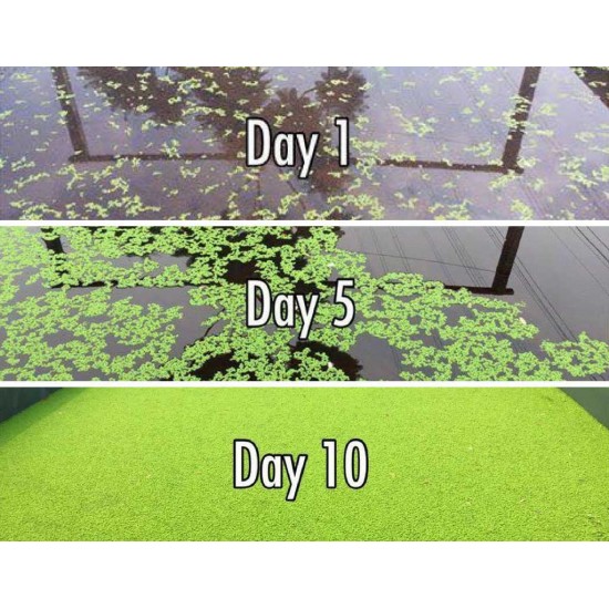 Live Azolla Culture for Animal Feed & Farming
