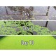 Live Azolla Culture for Animal Feed & Farming