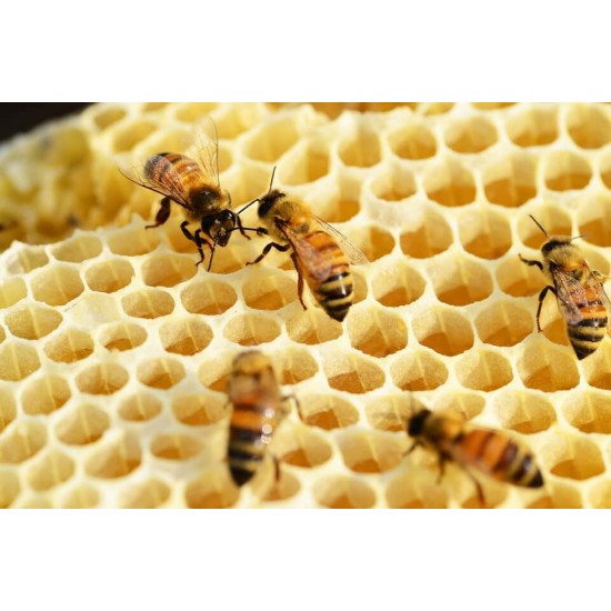 Pure Beeswax for Candle Making – Beeswax Bars – 450g (1lb) | For DIY Crafts, Cosmetics & Organic Candles