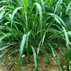 Black Diamond Grass – Fodder Grass Seeds