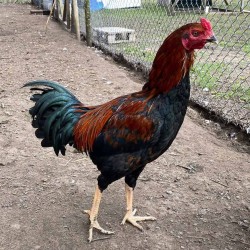 Aseel High Protein Pre Layer Feed (16 Weeks – 5% Egg Production)