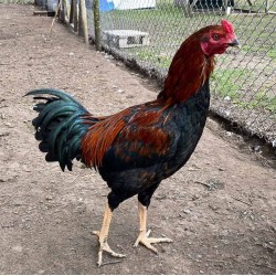 Aseel High Protein Pre Layer Feed (16 Weeks – 5% Egg Production)