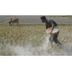 Dolomite Powder 5kg – Multi-Purpose Use for Agriculture, Gardening, and Casting | Calcium & Magnesium Rich Soil Amendment
