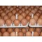 Country Chicken Eggs – Desi Eggs (Pack of 30)