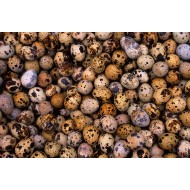 Quail Eggs – High Protein, Farm Fresh (Pack of 30)