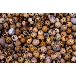 Quail Eggs – High Protein, Farm Fresh (Pack of 30)