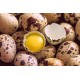 Quail Eggs – High Protein, Farm Fresh (Pack of 30)