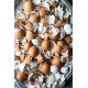 Shazam's Broken Country Chicken Eggshell Chips – 450g | Natural Soil Enhancer & Garden Calcium Supplement