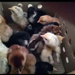 FFG Chicks – Male & Female Mix (1 to 3 Days Old)